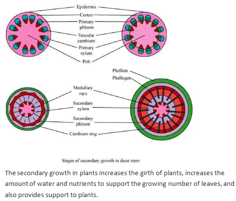 NCERT Solutions Class 11 Biology Chapter 6 Anatomy Of Flowering Plants ...