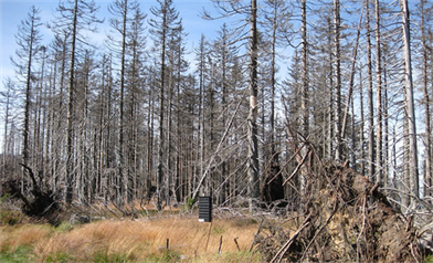 Acid Rain Damage To Buildings