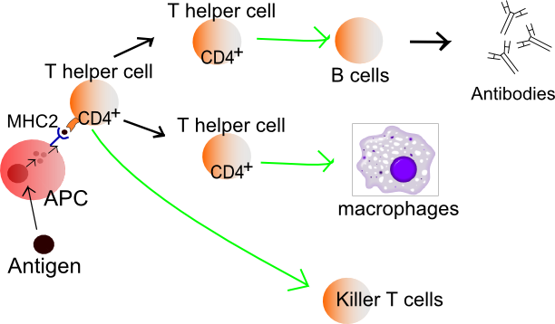 Acquired Immune system Acquired Immune system