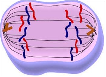 Mitosis - Anaphase