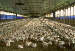 Animal Husbandry Animal Husbandry