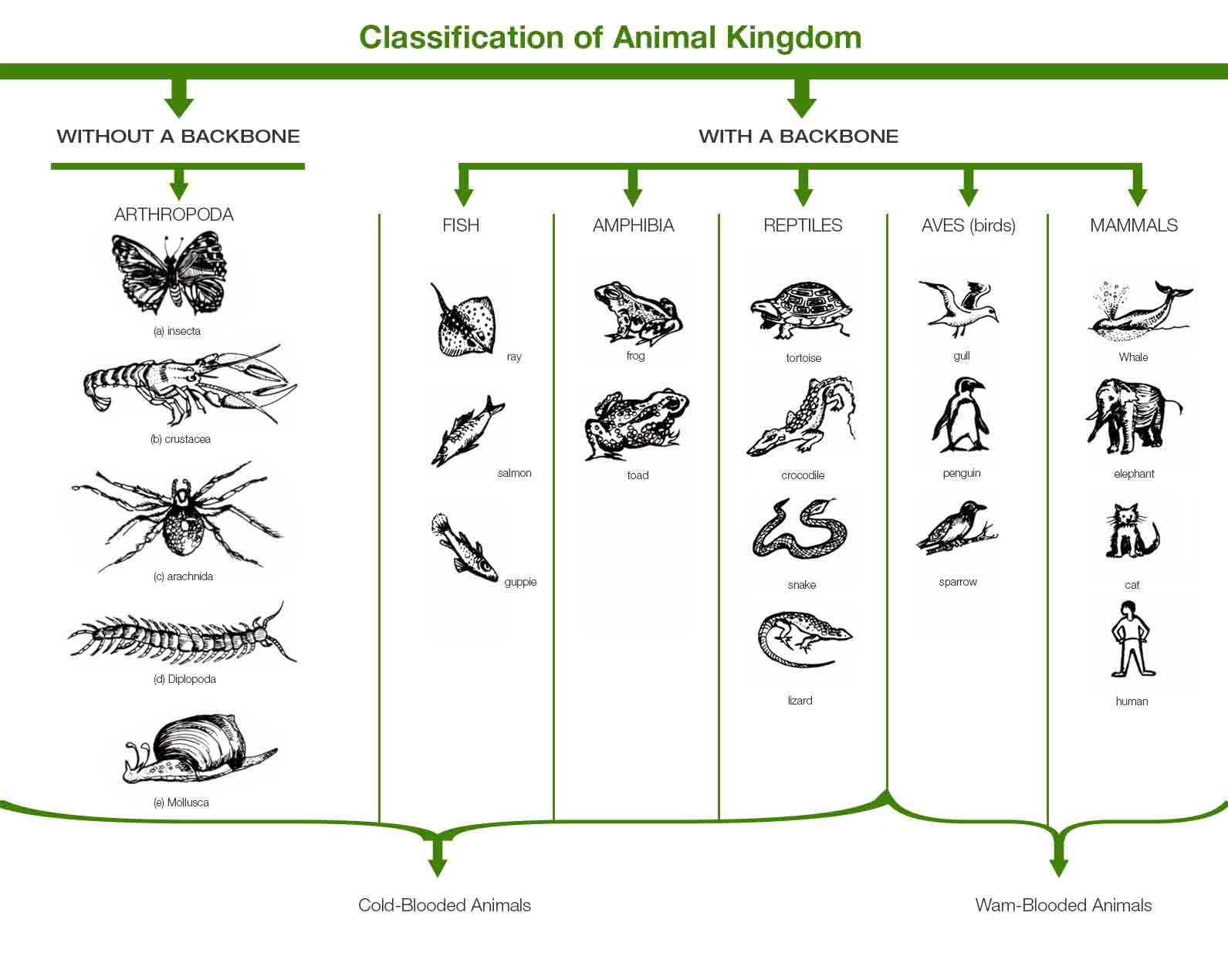 Arthropoda Characteristics Chart