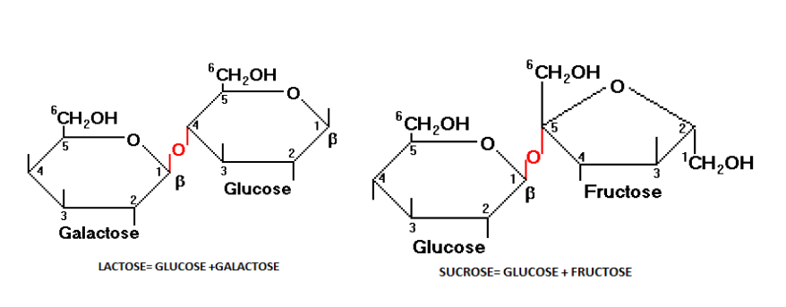 carbohydrate diagram structure