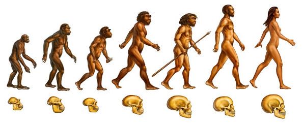 Theory of evolution