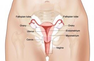 Female reproductive system Female reproductive system