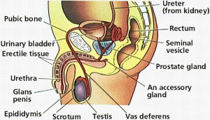 Male Reproductive system Male Reproductive system