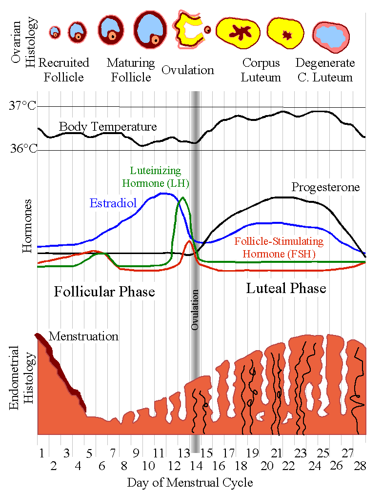 Hormone Changes During Menstrual Cycle Chart