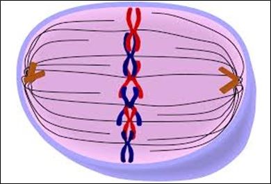 Mitosis- Metaphase