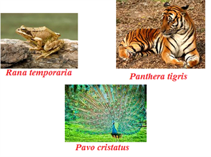 Nomenclature Nomenclature