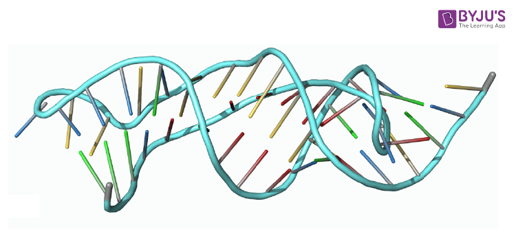 Nucleic Acids 01