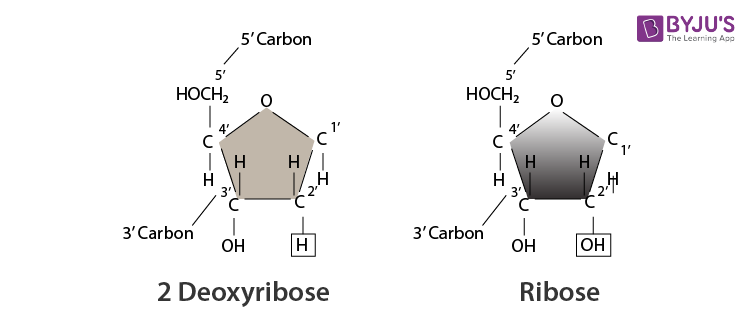 basic structure of nucleic acid