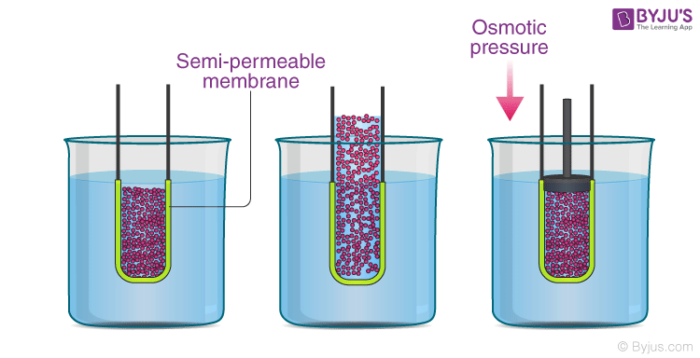 Osmotic Pressure - Definition, Formula, Examples, Solved Exercises