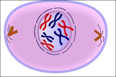 Mitosis - Prophase