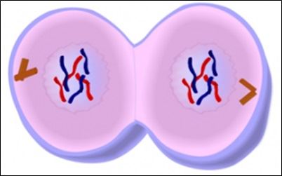 Mitosis -Telophase