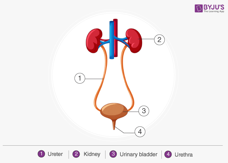 Human Excretory System Diagram - Important Diagrams for Class 7