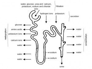 urine formation process concentration volume regulation anatomy filtration water kidneys urinary physiology blood system fluid osmoregulation tubule substances diagram flow