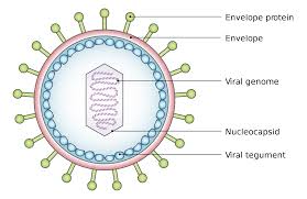 Virus Virus