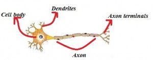 Neurons Neurons