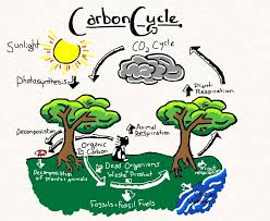 Nutrient cycle Nutrient cycle
