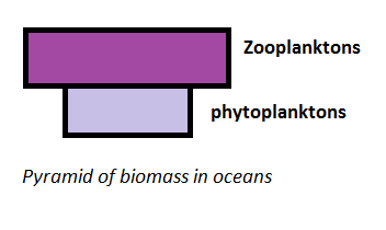 pyramid of biomass in oceans