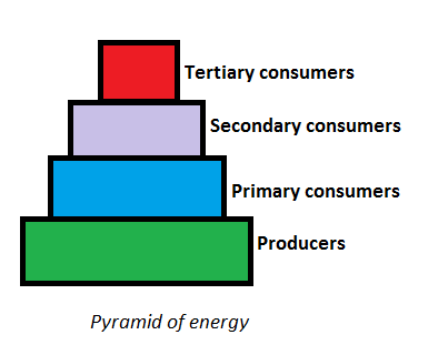 pyramid of energy