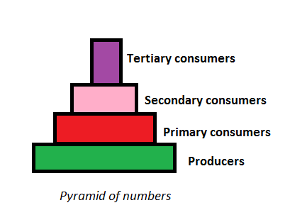 pyramid of numbers