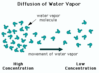 transplation Plants Diffusion