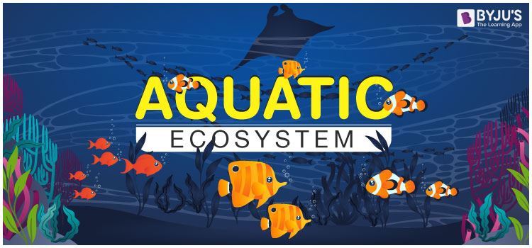 Aquatic Ecosystem : Marine