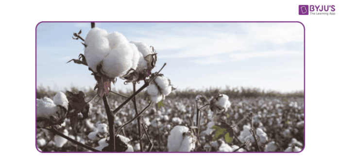 The Process of Making Cotton