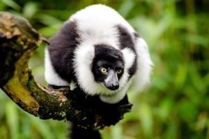 Lemurs of Madagascar Lemurs of Madagascar _ Endemic species