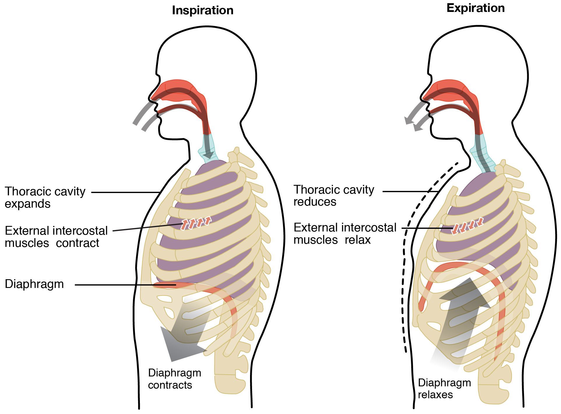 Flow Chart Of Human Respiratory System