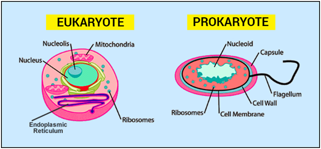 Prokaryotic Cell And Eukaryotic Cell Comparison And Differences