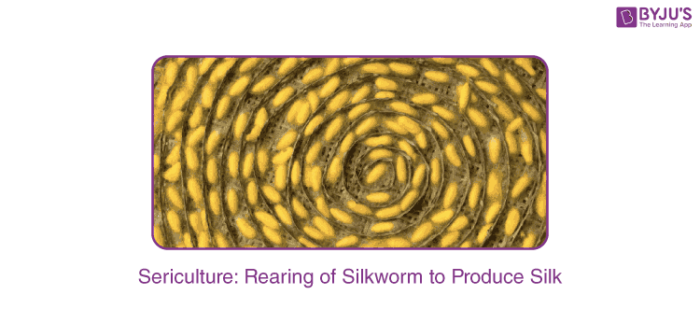 Rearing Of Silkworm