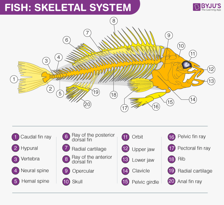 Fish - Skeletal System