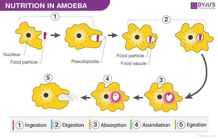 Amoeba Acquires Its Food Through A Process Termed 1 Exocytosis 2 Endocytosis 3 Plasmolysis 4 Exocytosis And Endocytosis Both Biology Q A