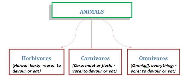 Classification of Animals