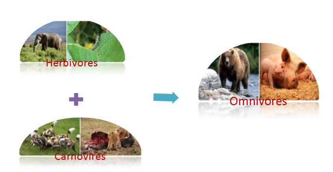 Food Variety and Sources | Types of Animal Diet @ BYJU'S