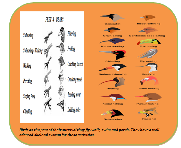 Locomotion in Birds