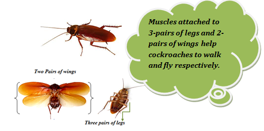 Locomotion and Movement of Animals and Their Body Structure @ BYJU'S