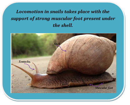 Locomotion in Snail