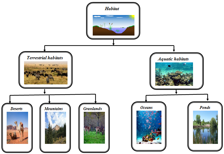 Habitat And Their Types Terrestrial Habitat Aquatic Habitat