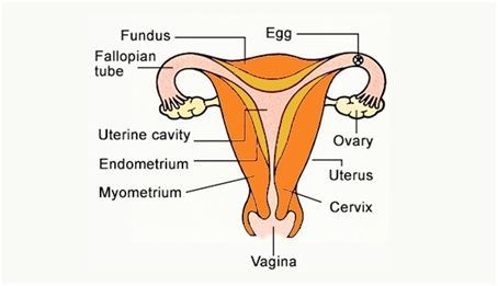 class exam label question Diagrams 12 CBSE Examiantion Class Important Biology