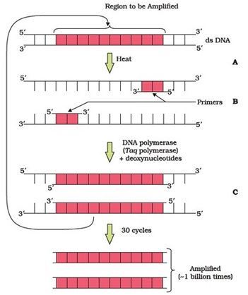 Biology6