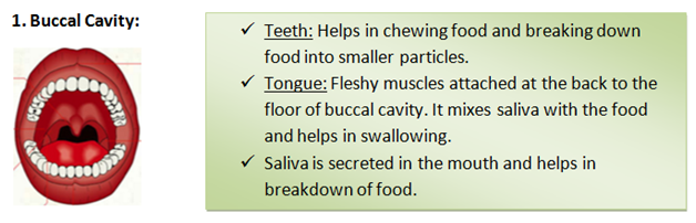 Buccal cavity