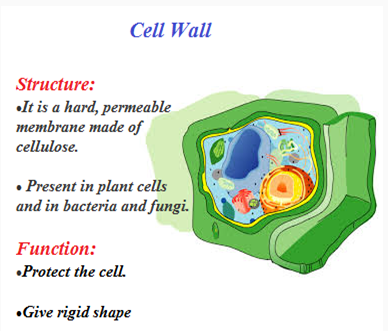 Plant Cell and Animal Cell Structure with Images @ BYJU'S