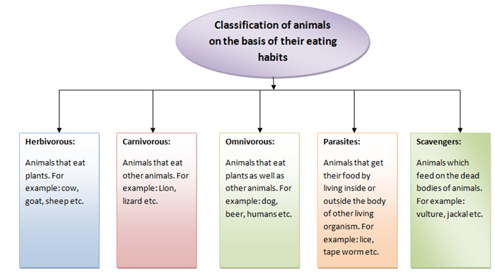 Nutrition in animals | Human digestive system | Types Of Nutrition In