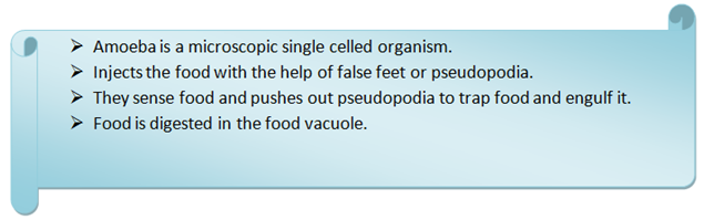 Digestion in amoeba