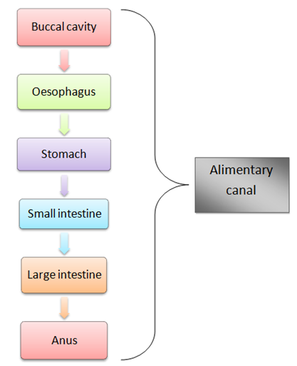 digestive system flow chart for kids