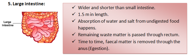 Large intestine