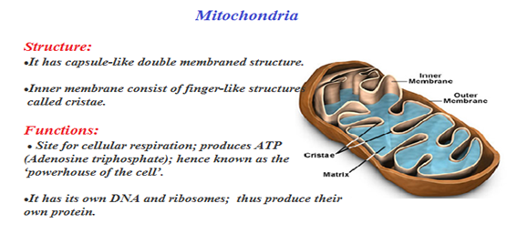 Plant Cell and Animal Cell Structure with Images @ BYJU'S